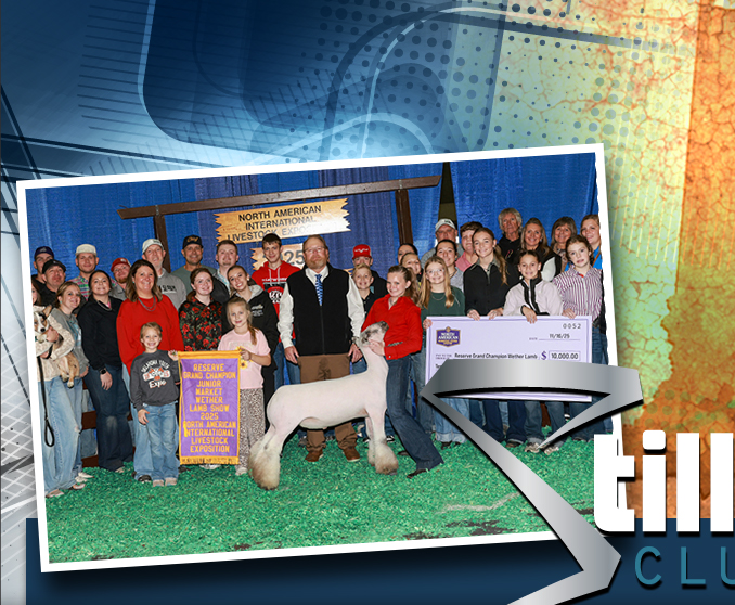 Stillwell Club Lambs